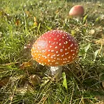 Tarnawa Gold, Sauna, Jacuzzi, Grota Solna, Willa